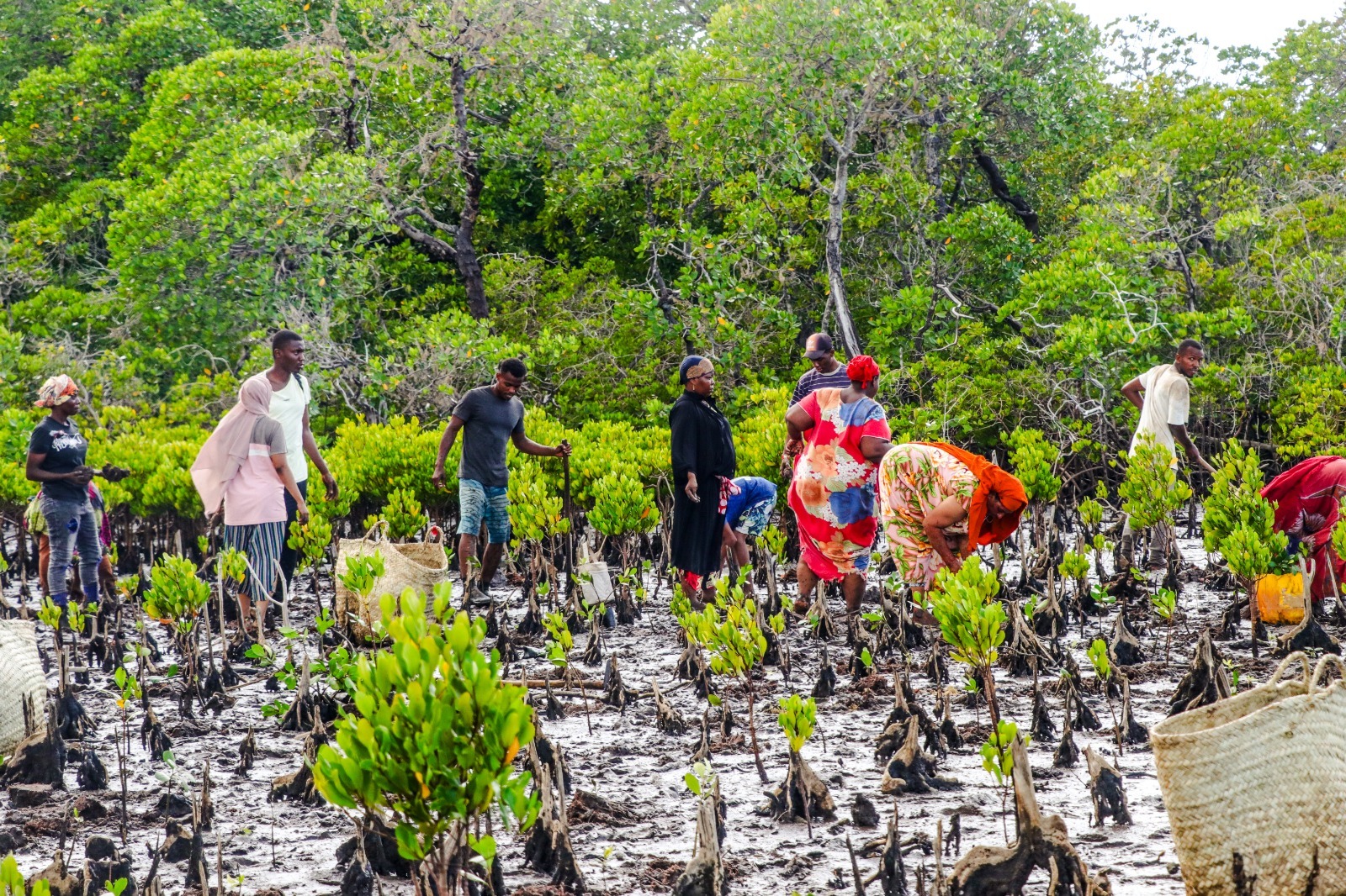 WWF-Kenya Urges Media to Support Mangrove Restoration