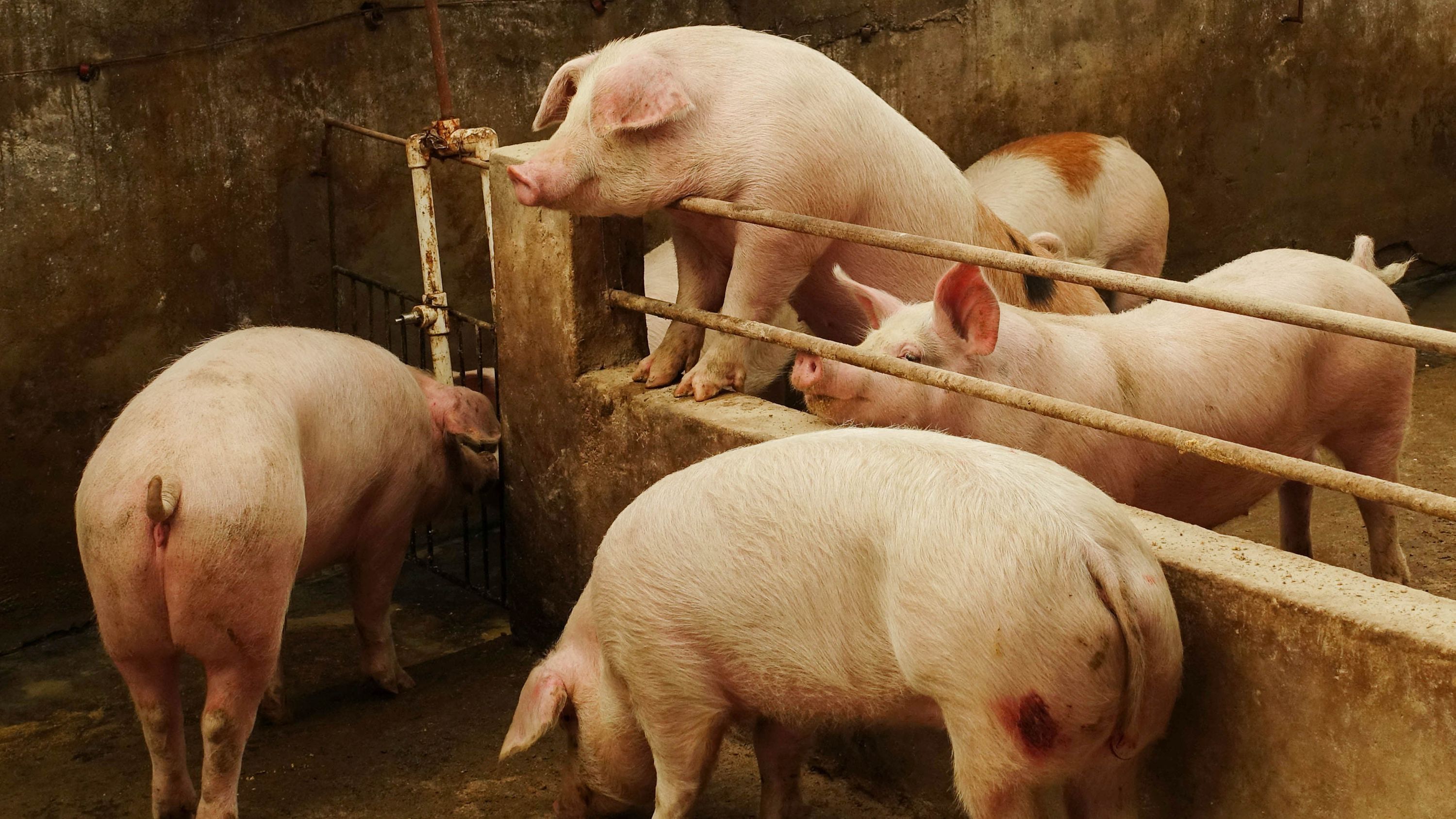 Kenya Responds as African Swine Fever Hits Seven Counties