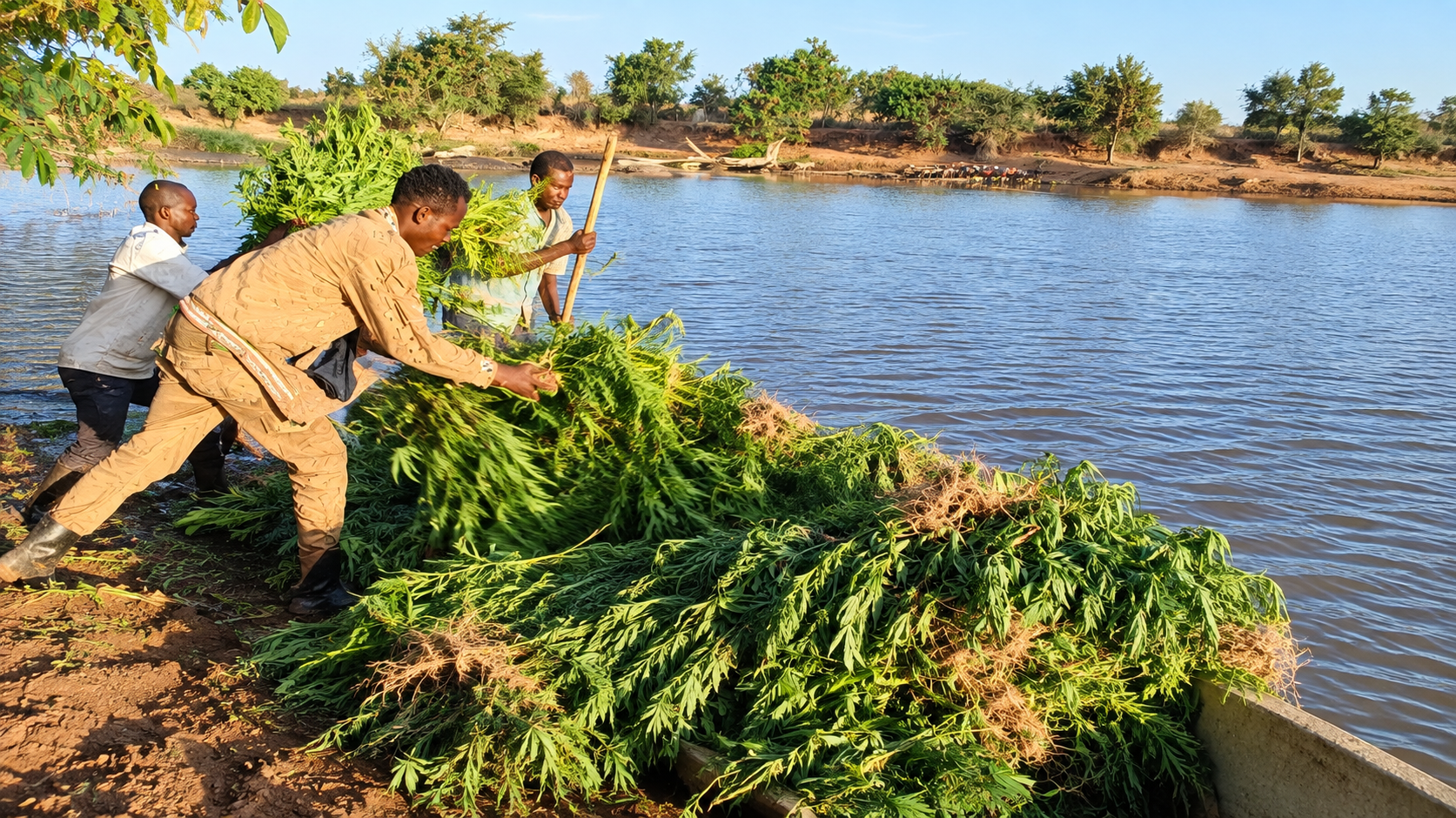 Ksh.60 million bhang plantation found in Mwingi, Kitui