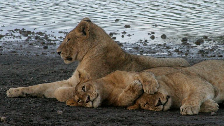 Tanzania Lion Deaths: Poison Suspected in Ngorongoro